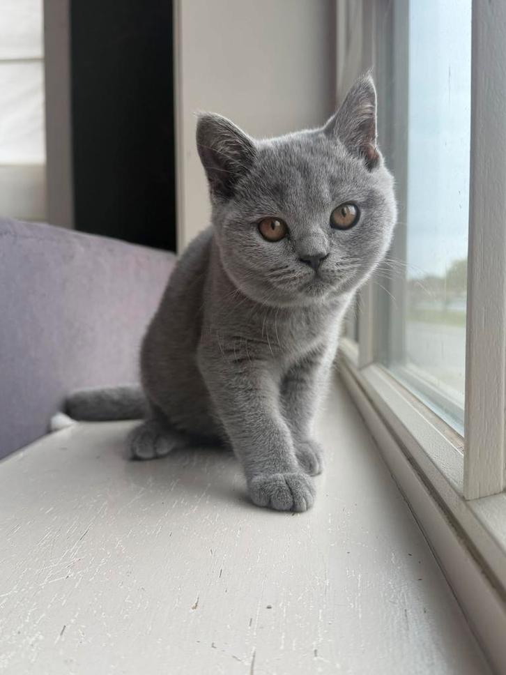 Brits korthaar kittens met stamboom, Dieren en Toebehoren, Katten en Kittens | Raskatten | Korthaar, Meerdere dieren, 0 tot 2 jaar