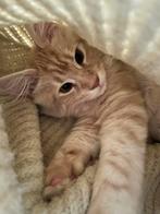 Schitterende Maine Coon kitten kater, Dieren en Toebehoren, Katten en Kittens | Raskatten | Langhaar, Kater, Gechipt, 0 tot 2 jaar