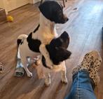Leuke mix pups, Dieren en Toebehoren, 8 tot 15 weken, Meerdere, Meerdere dieren, Klein