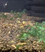 Calceo Black garnalen | Caridina shrimps, Dieren en Toebehoren, Vissen | Aquariumvissen, Zoetwatervis, Kreeft, Krab of Garnaal