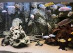 Grote groep malawi cichkide, geel, blauw, snow white, Dieren en Toebehoren, Vissen | Aquariumvissen, Vis, Zoetwatervis, Schoolvis