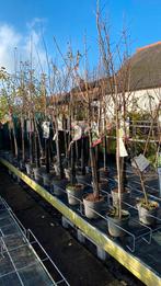 Halfstam fruitbomen kers apel, pruim, Tuin en Terras, Ophalen, Appelboom, Lente