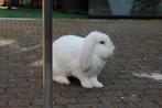 Lieve Franse hangoor ram, Dieren en Toebehoren, Konijnen, Mannelijk, Groot, Hangoor, 0 tot 2 jaar