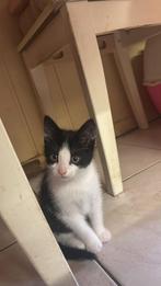 Mooie kitten, Dieren en Toebehoren, 0 tot 2 jaar