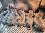 Duitse dog pups, Rabiës (hondsdolheid), Meerdere, 8 tot 15 weken, Meerdere dieren