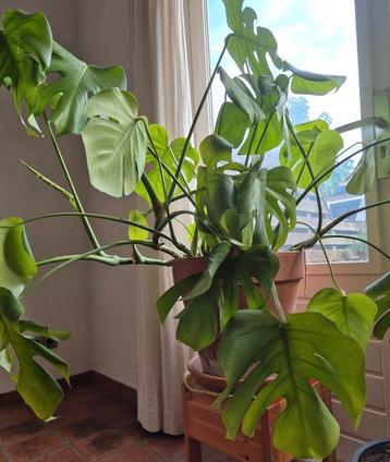 Prachtige monstera, 1m hoog beschikbaar voor biedingen