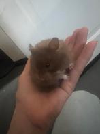 Goudhamsters, nog een paar over, Dieren en Toebehoren, Knaagdieren, Meerdere dieren, Hamster, Na 1 juli 2024, Tam