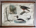 Linnen schoolplaat, Antiek en Kunst, Ophalen of Verzenden, Natuur en Biologie