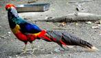 rode goudfazant x kruising  lady amherst, Dieren en Toebehoren, Meerdere dieren, Tropenvogel, Geringd