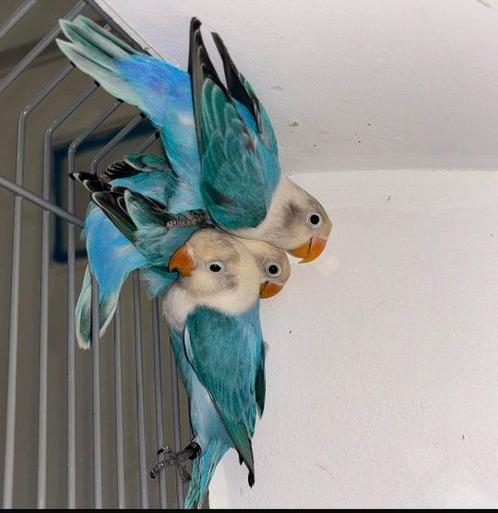 Mooie Jonge Agapornis Fischeri, Dieren en Toebehoren, Vogels | Parkieten en Papegaaien, Dwergpapegaai of Agapornis, Meerdere dieren