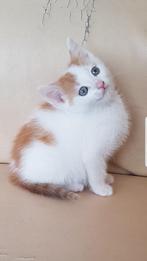 Kittens op leeftijd mogen weg!, Dieren en Toebehoren, Katten en Kittens | Raskatten | Korthaar, Geslacht onbekend, 0 tot 2 jaar