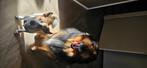 GRATIS 2 LIEVE honden (ivm ziekte) helaas weg moeten, Dieren en Toebehoren, Rabiës (hondsdolheid), Reu, Meerdere, 3 tot 5 jaar