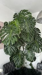 Grote Monestera kamerplant, Huis en Inrichting, Ophalen of Verzenden, Overige soorten, Minder dan 100 cm