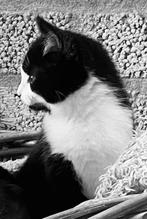 Boerderij kittens, Dieren en Toebehoren, Geslacht onbekend, 0 tot 2 jaar