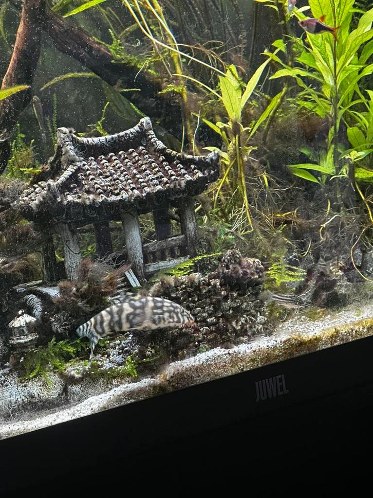 Net Botia– zoekt nieuw aquarium met soortgenoten, Dieren en Toebehoren, Vissen | Aquariumvissen, Zoetwatervis, Vis