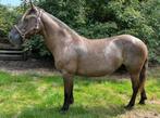 Opzoek naar je droompaard bekijk deze smokeyblack merrie is!, Dieren en Toebehoren, Paarden, Minder dan 160 cm, Zadelmak, 11 jaar of ouder
