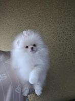Pomeriaan puppy wit, Dieren en Toebehoren, Honden | Poolhonden, Keeshonden en Oertypen, Particulier, Rabiës (hondsdolheid), Overige rassen
