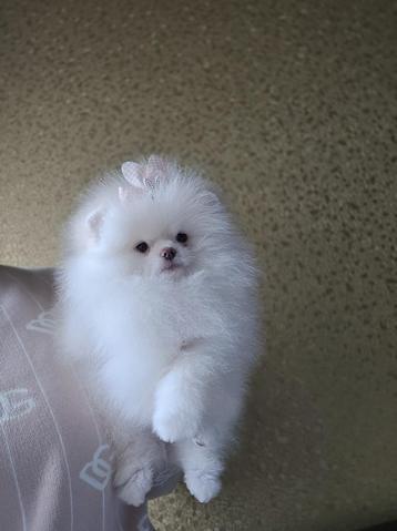 Pomeriaan puppy wit beschikbaar voor biedingen
