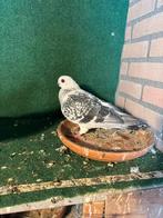 Zeer mooie duiven, Dieren en Toebehoren, Meerdere dieren