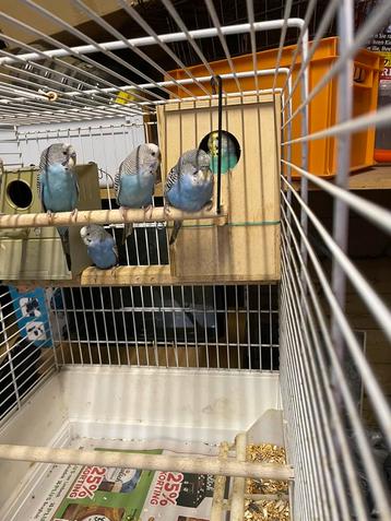 Grote gebruikte vogelkooi met 6 broedrijp grasparkieten beschikbaar voor biedingen