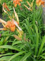 diverse tuinplanten, Vaste plant, Halfschaduw, Zomer, Ophalen