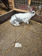 Vlaamse reuzen te koop. grote konijnen., Dieren en Toebehoren, Meerdere dieren, Groot