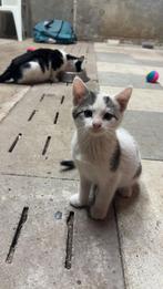 Leuke poesjes kittens
