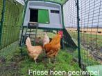 Broedeieren Friese hoenders geel witpel, Dieren en Toebehoren, Geslacht onbekend, Kip