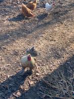 Haan te koop, Dieren en Toebehoren, Mannelijk, Kip
