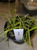 Hoya linearis stekjes - geworteld!, Ophalen of Verzenden, Overige soorten, Volle zon