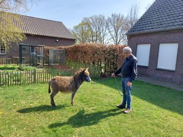 Prachtig klein ezeltje beschikbaar voor biedingen