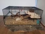 Mooi hamsterhok/terrarium, Dieren en Toebehoren, Knaagdieren, Januari, Mannelijk, Hamster