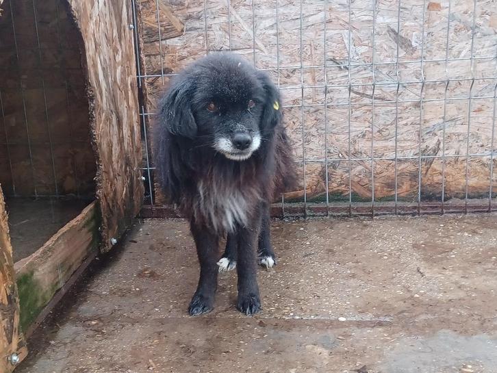 Ouwe jongeman Zoltan ter adoptie!, Dieren en Toebehoren, Honden | Niet-rashonden, Middel, Reu, Particulier, Eén hond, Buitenland