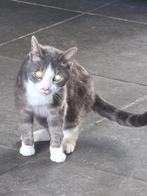 Kat en poes te koop, Dieren en Toebehoren, Katten en Kittens | Overige Katten, Meerdere dieren, Kortharig, 0 tot 2 jaar