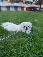 Mooie pikenees hondje, Particulier, Rabiës (hondsdolheid), Buitenland, Teef