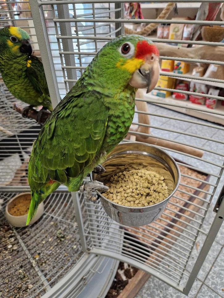 tamme jonge geelwang amzone, Dieren en Toebehoren, Vogels | Parkieten en Papegaaien, Papegaai, Vrouwelijk, Tam, Geringd