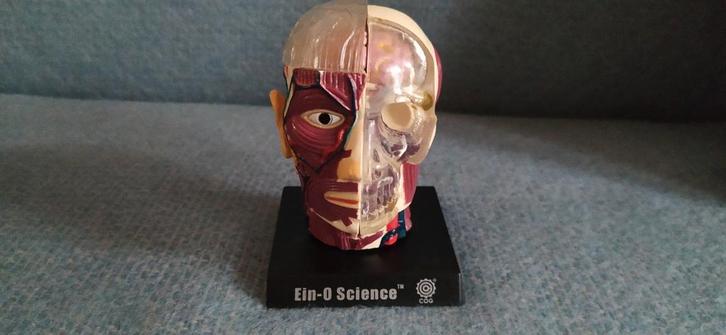 Anatomisch model hoofd spieren hersenen bloedvaten 7delig, Diversen, Verpleegmiddelen, Zo goed als nieuw, Ophalen of Verzenden