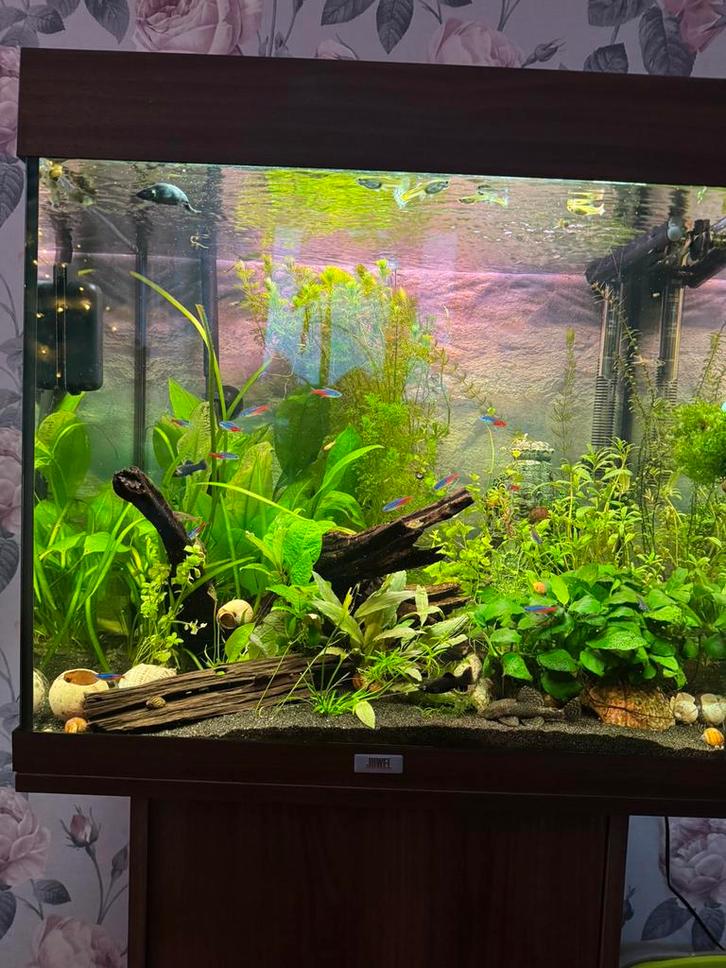 Juwel Lido 120, Dieren en Toebehoren, Vissen | Aquaria en Toebehoren, Zo goed als nieuw, Gevuld zoetwateraquarium, Ophalen