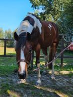Het gouden paard!, Dieren en Toebehoren, Paarden, Merrie, Recreatiepaard