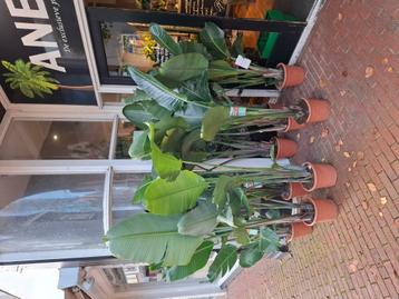 Strelitzia Augusta (paradijsvogelplant) beschikbaar voor biedingen