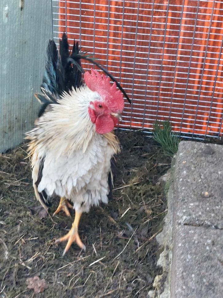 Krulveer serama haantje met hennen, Dieren en Toebehoren, Pluimvee, Kip, Meerdere dieren