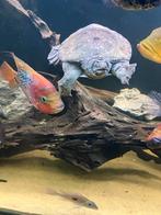 Softshell turtle/week schildpad, Dieren en Toebehoren, Reptielen en Amfibieën, Schildpad, 0 tot 2 jaar