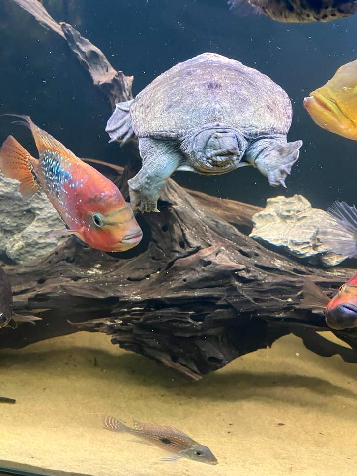 Softshell turtle/week schildpad