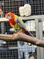 Rosella mutaties, Dieren en Toebehoren, Vogels | Parkieten en Papegaaien, Meerdere dieren, Parkiet, Geringd