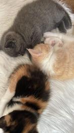 Lapje X Britse korthaar kittens, Dieren en Toebehoren, Katten en Kittens | Overige Katten, Meerdere dieren, Kortharig, 0 tot 2 jaar