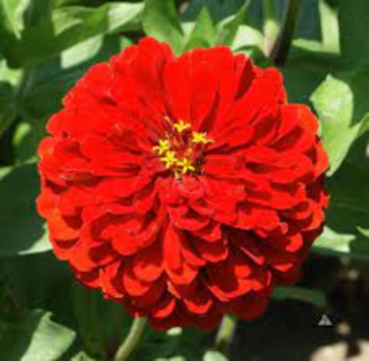 Zinnia scarlet flame zaden, Tuin en Terras, Bloembollen en Zaden, Zaad, Voorjaar, Volle zon, Ophalen of Verzenden