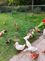 Loopeendjes , verschillende kleuren ., Dieren en Toebehoren, Pluimvee, Meerdere dieren, Overige soorten