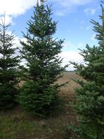 Te Koop grote Abies nordmanniana, Tuin en Terras, Planten | Bomen, Ophalen, Bloeit niet, Halfschaduw, Overige soorten