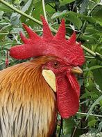 Mooie patrijs leghorn fokhaan, Dieren en Toebehoren, Pluimvee, Mannelijk, Kip