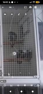 Papegaaien, Dieren en Toebehoren, Meerdere dieren, Papegaai